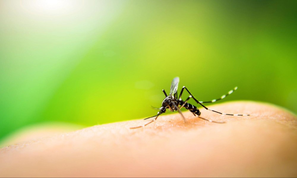 Stay Comfortable Outdoors by Mastering Mosquito Control