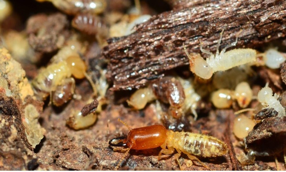 Silent Threats – Protecting Your Colorado Home from Termites